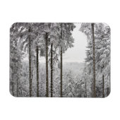 Evergreen forest in de winter magneet (Horizontaal)
