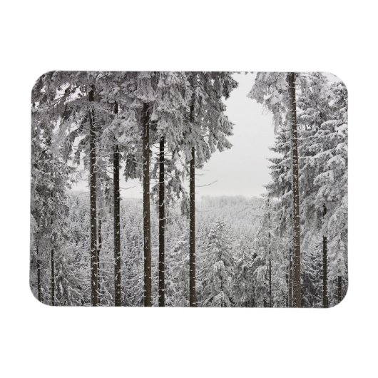 Evergreen forest in de winter magneet (Horizontaal)