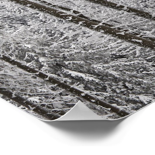 Evergreen forest in de winter poster (Hoek)