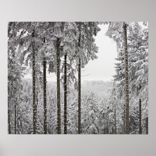 Evergreen forest in de winter poster (Voorkant)