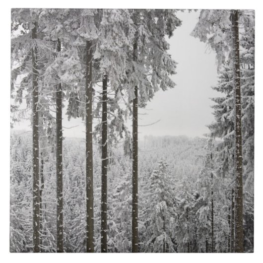 Evergreen forest in de winter tegeltje (Voorkant)