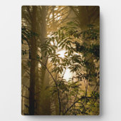 Evergreen Forest | Oregonkusten Fotoplaat (voorkant)