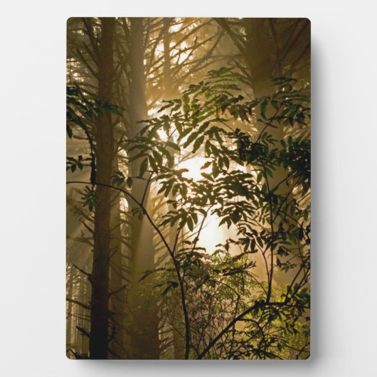 Evergreen Forest | Oregonkusten Fotoplaat (voorkant)