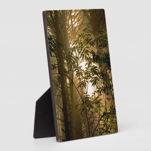 Evergreen Forest | Oregonkusten Fotoplaat (Zijkant)