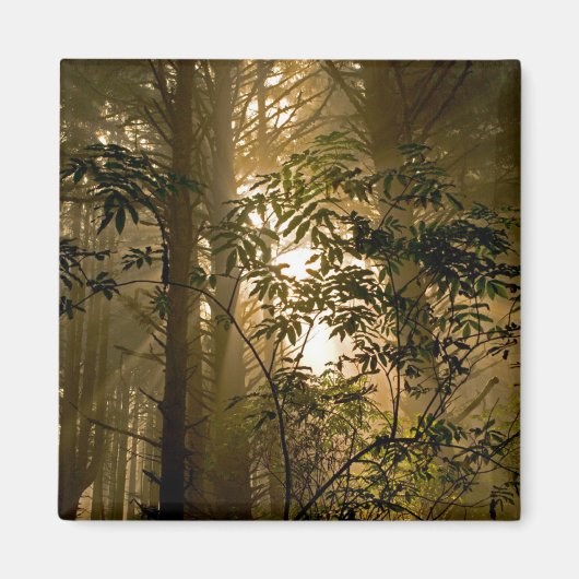 Evergreen Forest | Oregonkusten Magneet (Voorkant)