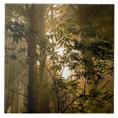 Evergreen Forest | Oregonkusten Tegeltje (Voorkant)