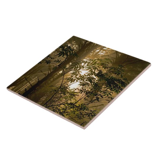 Evergreen Forest | Oregonkusten Tegeltje (Zijkant)