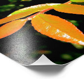 Evergreen Huckleberry Foto Afdruk (Hoek)