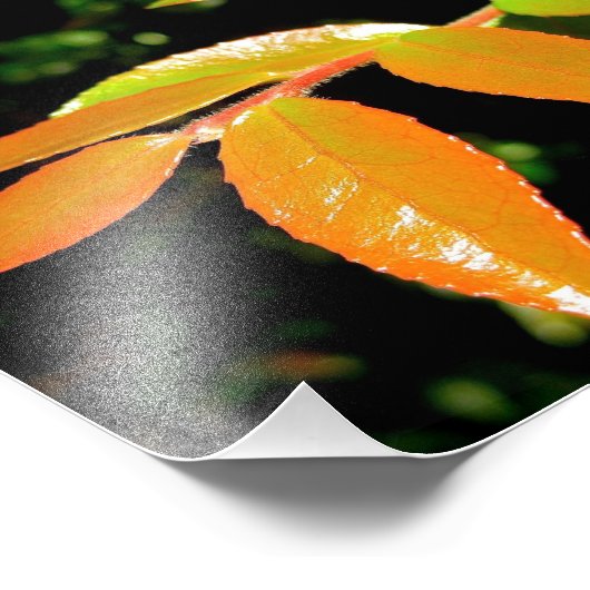 Evergreen Huckleberry Foto Afdruk (Hoek)