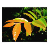 Evergreen Huckleberry Foto Afdruk (Voorkant)