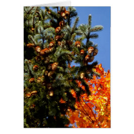 Evergreen met Pinecones