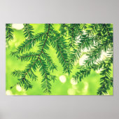 Evergreen Natuur Pine Trees Green Poster (Voorkant)