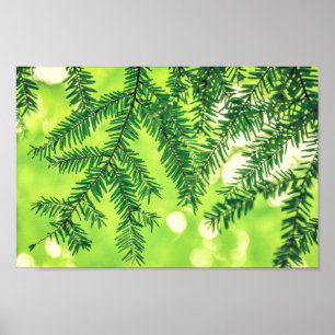 Evergreen Natuur Pine Trees Green Poster