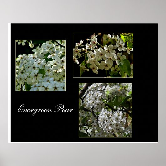 Evergreen Pear bloemen bloemen. Poster (Voorkant)