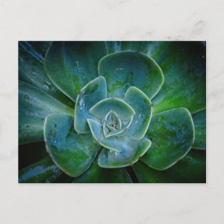 Evergreen Plant Feestdagenkaart