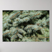 Evergreen Tree Background Canvas of Poster (Voorkant)