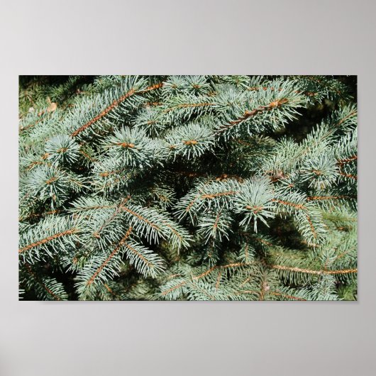 Evergreen Tree Background Canvas of Poster (Voorkant)