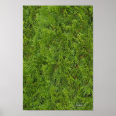 Evergreen Tree Background Canvas of Poster (Voorkant)