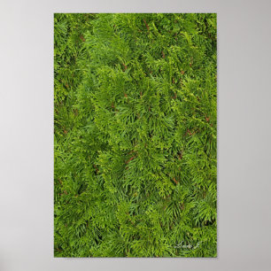 Evergreen Tree Background Canvas of Poster