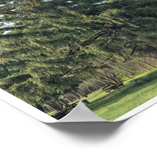 Evergreen Tree Poster (Hoek)