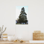 Evergreen Tree-Poster Poster (Keuken)
