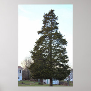 Evergreen Tree-Poster Poster