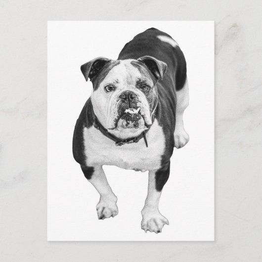 Evergreen View, Bulldog Post Briefkaart (Voorkant)