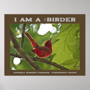 Everybody Juvenile Summer Tanager Birder Poster