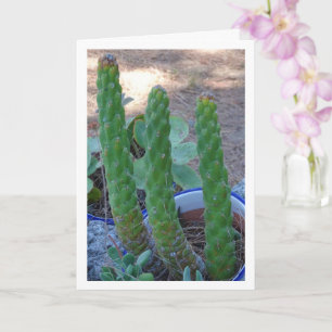 Eve's Pin Cactus Plant Kaart