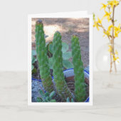 Eve's Pin Cactus Plant Kaart (Gele Bloem)