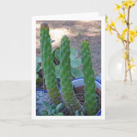 Eve's Pin Cactus Plant Kaart