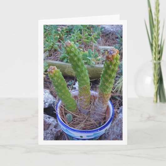 Eve's Pin Cactus Plant Kaart (Voorkant)