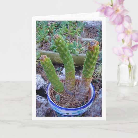 Eve's Pin Cactus Plant Kaart (Orchidee)