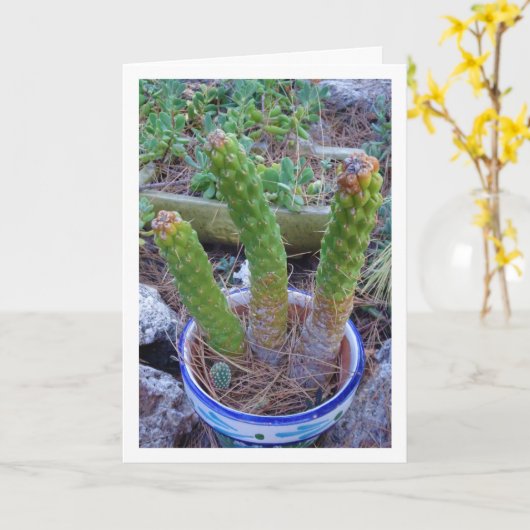 Eve's Pin Cactus Plant Kaart (Gele Bloem)