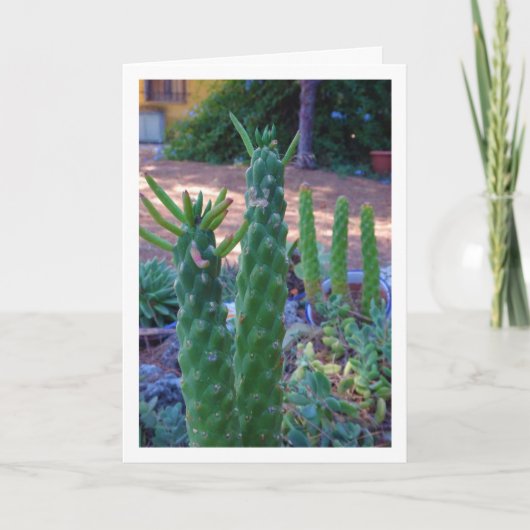 Eve's Pin Cactus Planten Kaart (Voorkant)