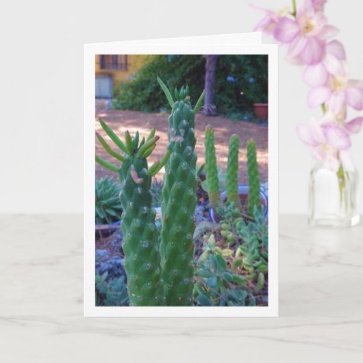 Eve's Pin Cactus Planten Kaart (Orchidee)