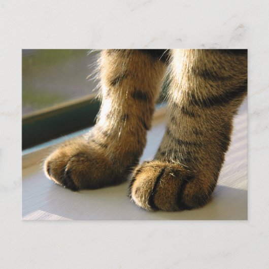 Evey's Paws Briefkaart (Voorkant)