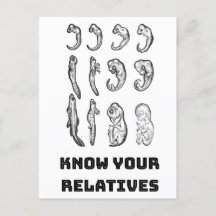 Evolutie Embryogenese