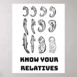Evolutie Embryogenese Poster