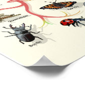 Evolutie - Levensboom - Poster (Hoek)