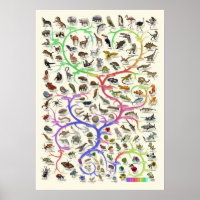 Evolutie - Levensboom - Poster