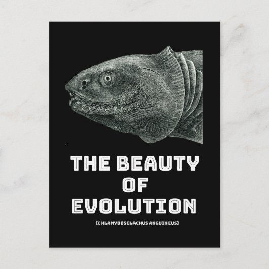 Evolutie schoonheid haai briefkaart (Voorkant)
