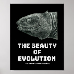 Evolutie schoonheid haai poster
