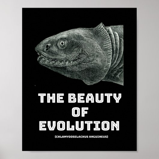 Evolutie schoonheid haai poster (Voorkant)