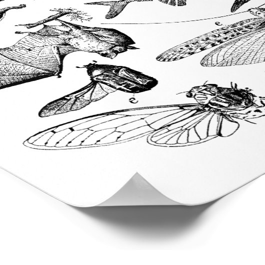 Evolutie van de vlucht poster (Hoek)