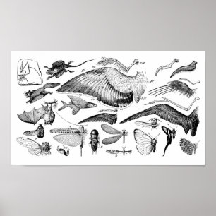 Evolutie van de vlucht poster