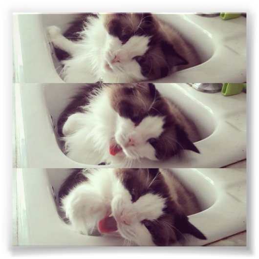 Evolutie van een kat Yawn Foto Afdruk (Voorkant)