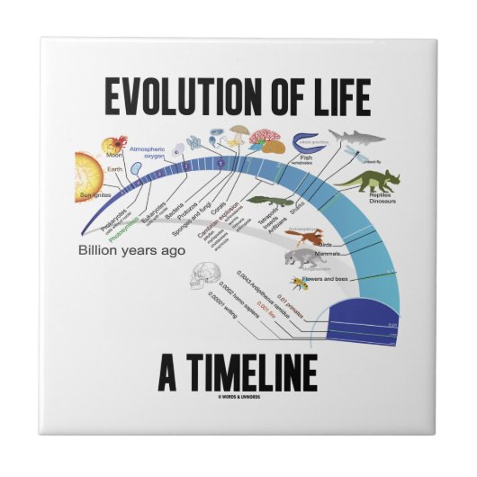 Evolutie van het leven A tijdlijn (biologie) Tegeltje (Voorkant)