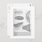 Evolutie van staartvinnen briefkaart (Voorkant / Achterkant)