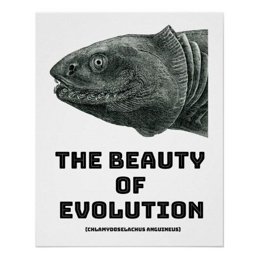 Evolutiegerichte haaienschoonheid perfect poster (Voorkant)